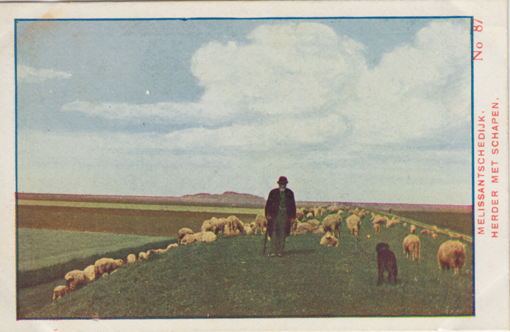 087 - Melissantschedijk. Herder met schapen.